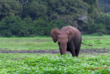 LOANGO-Inyoungou-Prairie-avec-Troupeau-Elephants-Loxodonta-africana-cyclotis-12E5K2IMG_79045wtmk-Web